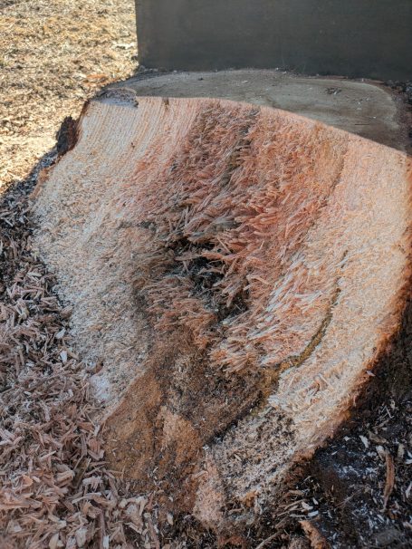 The stump appears to be diseased